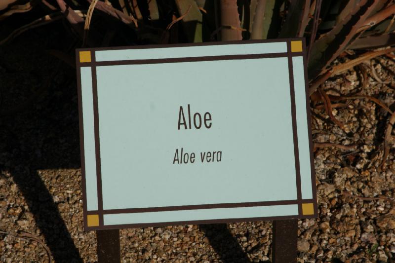 2007-04-15 16:54:06 ** Cactus, Phoenix ** Description of 'Aloe Vera'.