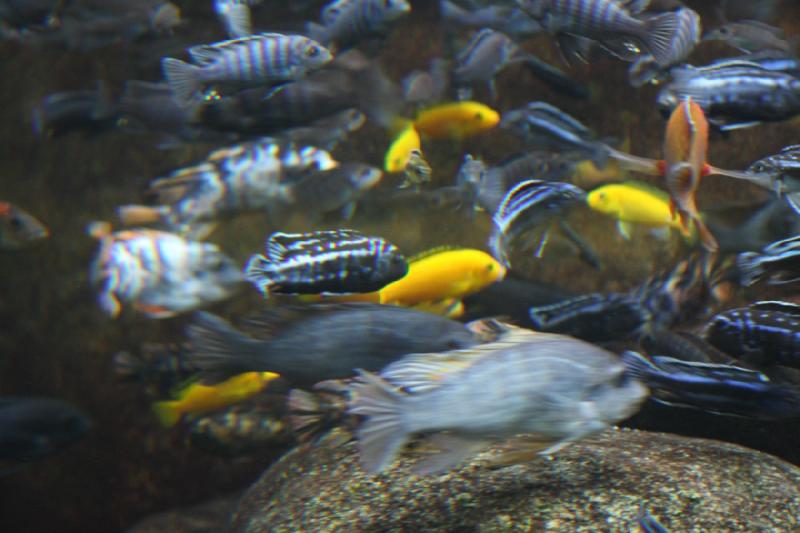 2014-03-12 14:55:21 ** Chicago, Illinois, Shedd Aquarium ** 