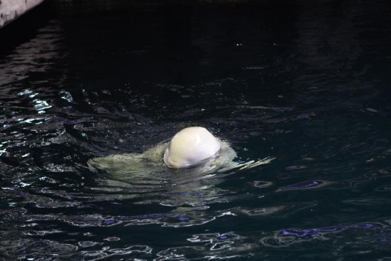2014-03-12 14:03:33 ** Chicago, Illinois, Shedd Aquarium ** 