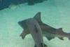 Sharks.