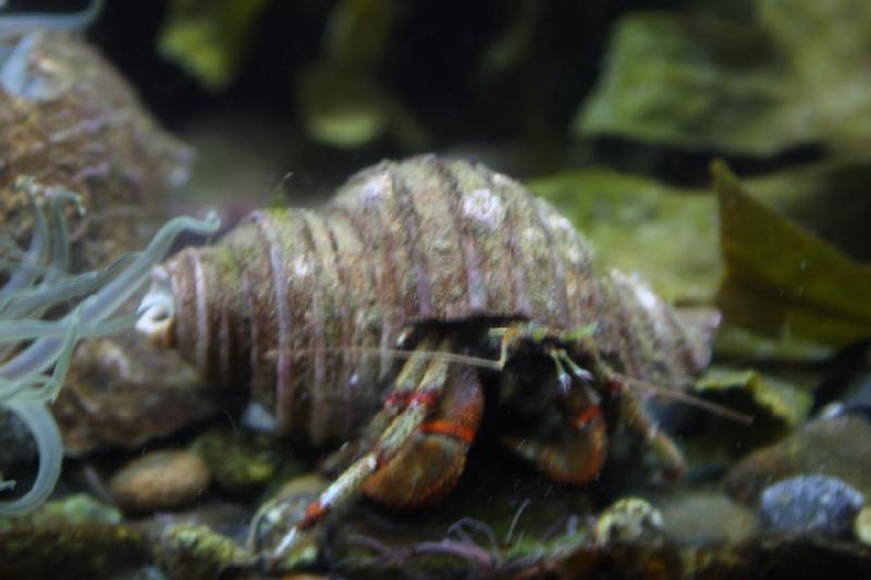 2012-06-20 15:14:29 ** Alaska, Aquarium, Cruise, Juneau ** 