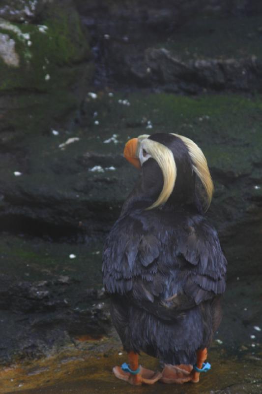 2007-09-01 11:48:10 ** Aquarium, Seattle ** Tufted Puffin. 2007-09-01 11:48:10 ** Aquarium, Seattle ** Tufted Puffin.