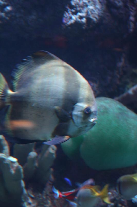 2014-03-12 15:49:02 ** Chicago, Illinois, Shedd Aquarium ** 