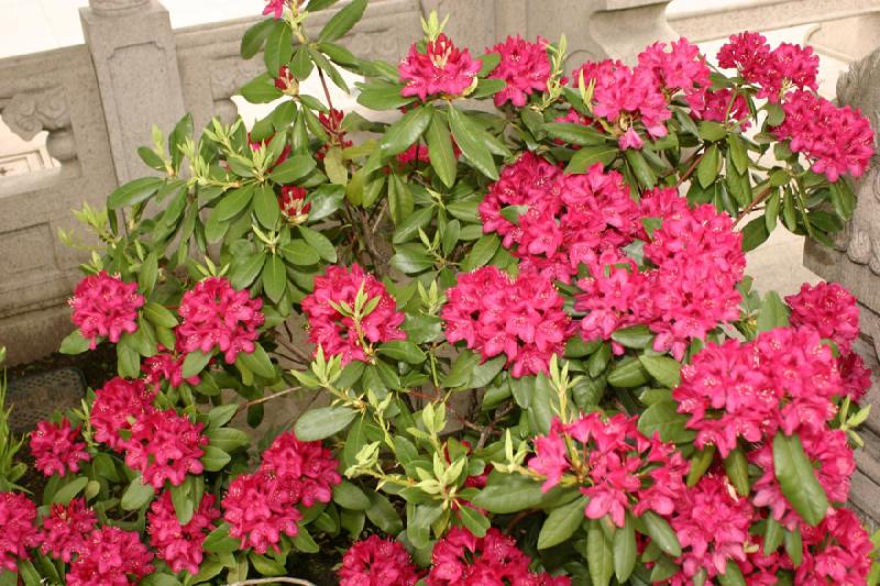 2005-05-05 12:35:22 ** Botanical Garden, Oregon, Portland ** Rhododendron. 2005-05-05 12:35:22 ** Botanical Garden, Oregon, Portland ** Rhododendron.