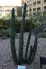 Organpipe cactus.
