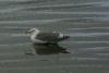 This seagull rests a bit on the cold beach.
