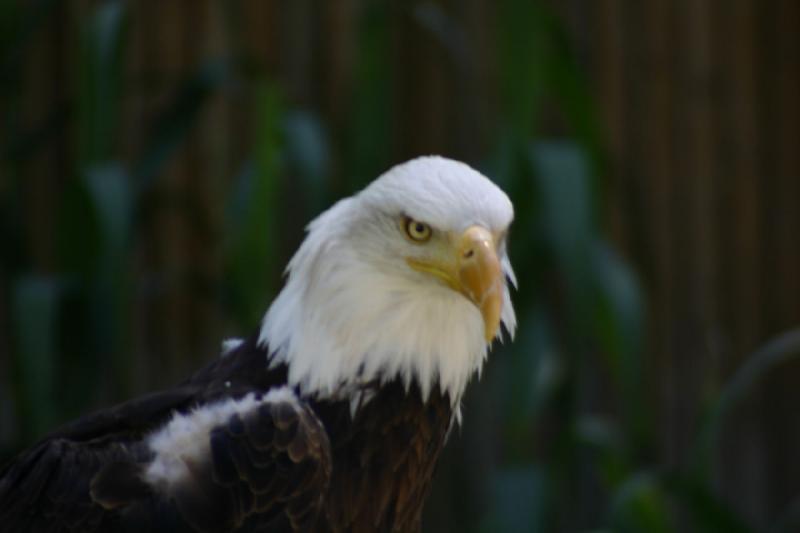 2007-06-18 11:36:22 ** Bald Eagle, Utah, Zoo ** Bald eagle.