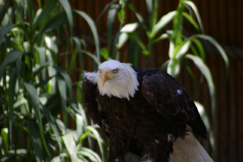 2007-06-18 11:32:08 ** Bald Eagle, Utah, Zoo ** Bald eagle.