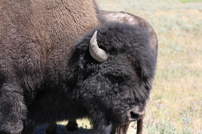 2008-08-16 11:48:19 ** Bison, Yellowstone Nationalpark ** 