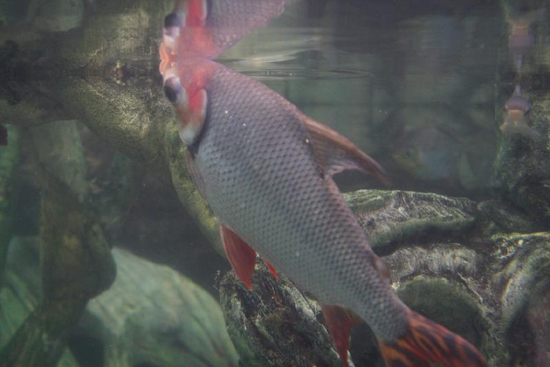 2014-03-12 11:34:34 ** Chicago, Illinois, Shedd Aquarium ** 