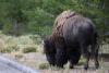 Der erste Bison, den wir in Yellowstone gesehen haben war alleine ziemlich nah am Südeingang des Parks.