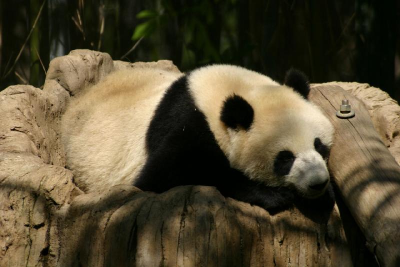 2008-03-20 11:42:20 ** San Diego, Zoo ** Panda.