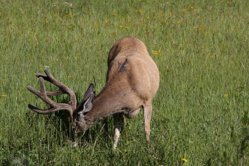 2009-08-05 08:59:45 ** Deer, Yellowstone National Park ** 