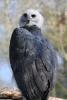 Harpy Eagle.