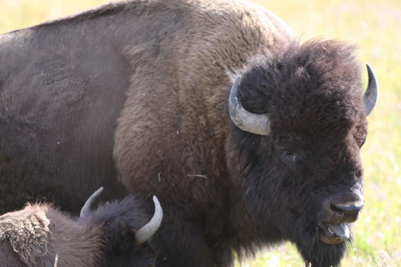 2008-08-15 17:14:16 ** Bison, Yellowstone Nationalpark ** 