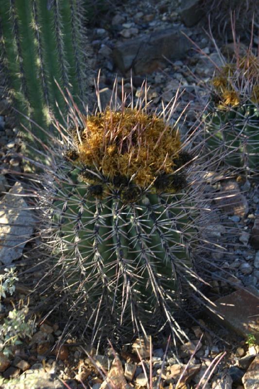 2006-06-17 17:41:42 ** Botanical Garden, Cactus, Tucson ** Small cactus with flowers.