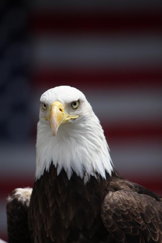 2011-05-07 11:27:50 ** Bald Eagle, Utah, Zoo ** 