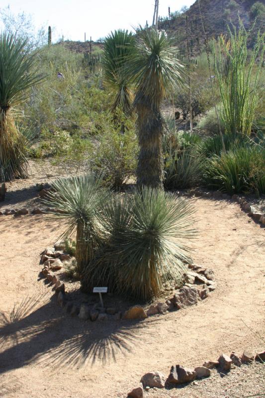 2007-10-27 14:19:14 ** Botanical Garden, Cactus, Phoenix ** Soaptree yucca.