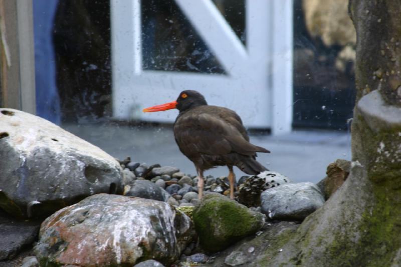 2007-09-01 11:47:04 ** Aquarium, Seattle ** Strandvogel mit schwarzen Federn und roten Schnabel und Augen. 2007-09-01 11:47:04 ** Aquarium, Seattle ** Strandvogel mit schwarzen Federn und roten Schnabel und Augen.