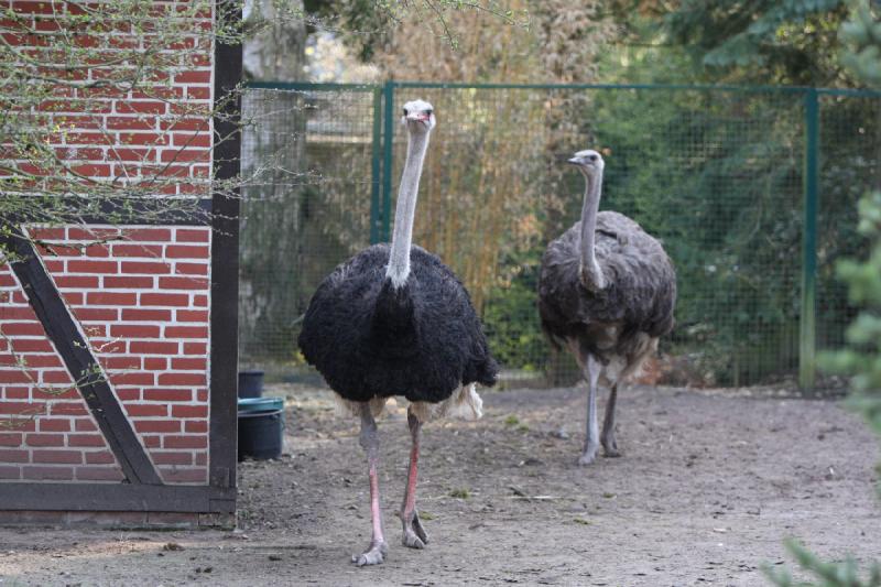 2010-04-13 17:41:58 ** Germany, Walsrode, Zoo ** 