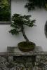 Bonsai tree at the Chinese Garden in Portland, Oregon.