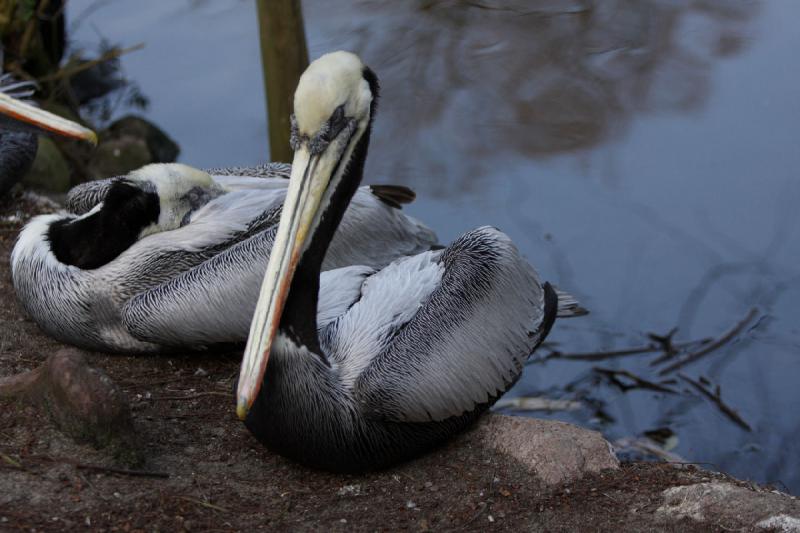 2010-04-13 18:06:59 ** Deutschland, Walsrode, Zoo ** 
