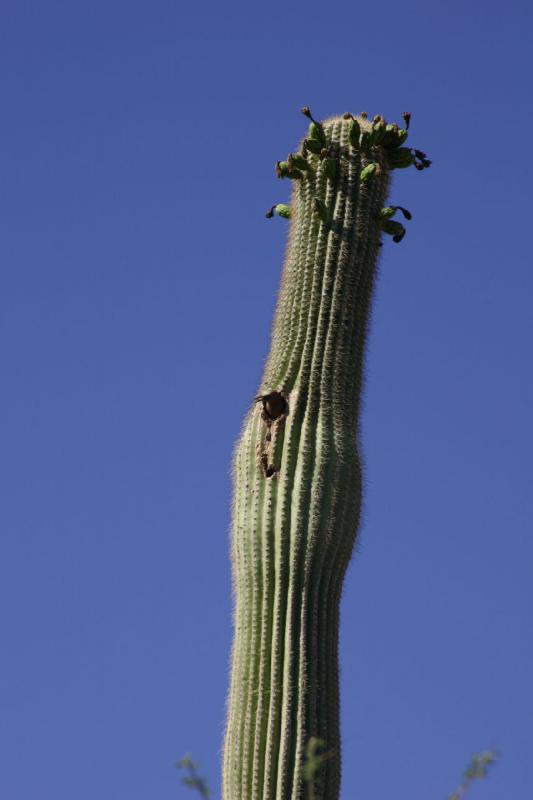 2006-06-17 16:30:30 ** Botanical Garden, Cactus, Tucson ** 'Saguaro' cactus that is inhabited by a family of birds.
