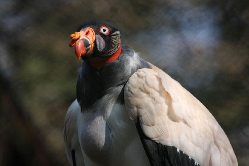 2010-04-13 16:11:15 ** Germany, Walsrode, Zoo ** 