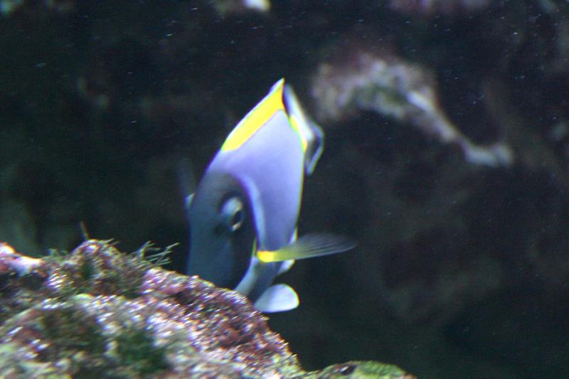 2005-08-25 15:43:56 ** Aquarium, Berlin, Germany, Zoo ** Fish in the coral reef. 2005-08-25 15:43:56 ** Aquarium, Berlin, Germany, Zoo ** Fish in the coral reef.