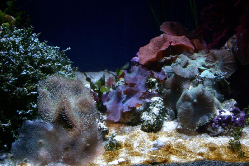 2007-10-13 13:07:10 ** Aquarium, California, Zoo ** Corals.