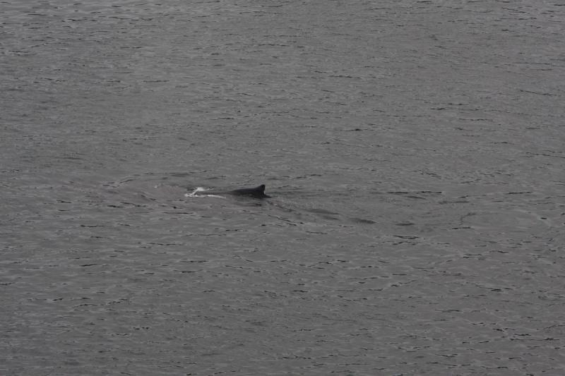 2012-06-19 20:15:46 ** Alaska, Cruise, Humpback Whale ** 