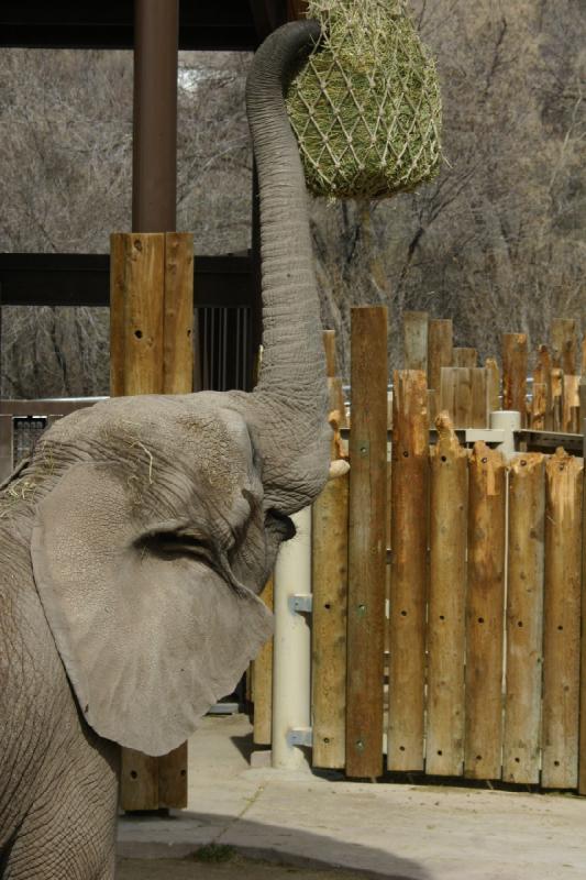 2007-03-11 13:45:40 ** Utah, Zoo ** Da muß sich dieser Elefant schon anstrengen, ans Heu zu kommen.