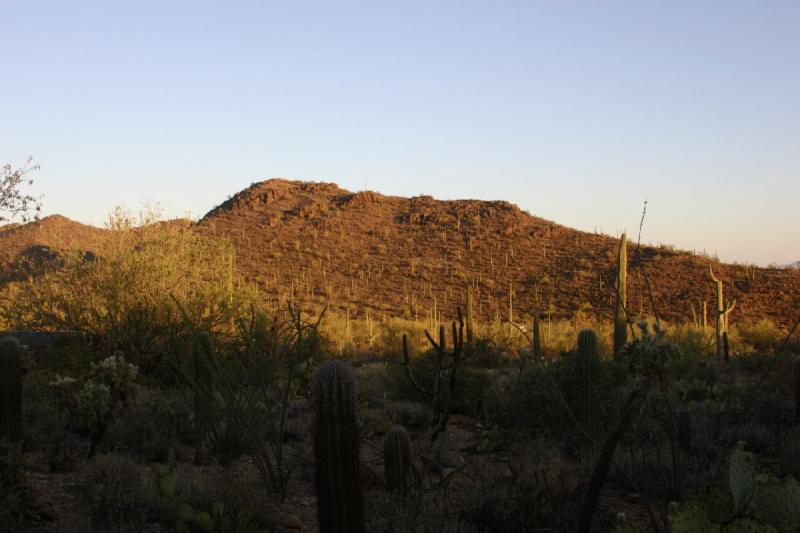 2006-06-17 19:07:08 ** Botanischer Garten, Kaktus, Tucson ** Sonnenuntergang am Hügel.
