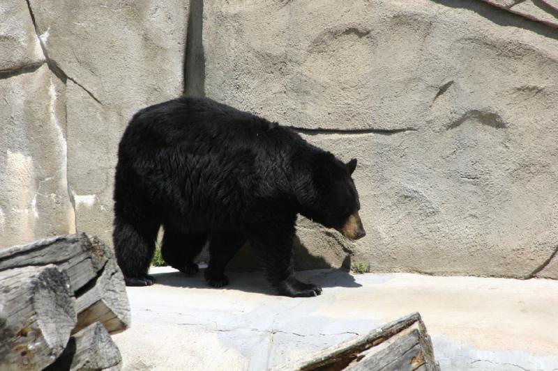 2008-05-04 12:22:48 ** Black Bear, Utah, Zoo ** 