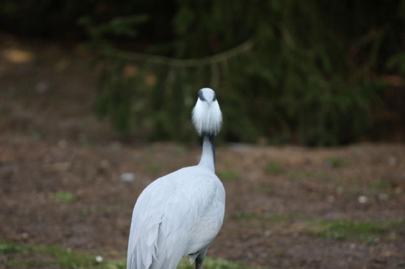 2010-04-13 13:26:13 ** Germany, Walsrode, Zoo ** 