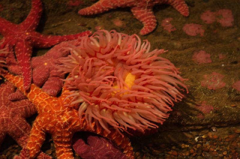 2012-06-16 10:28:05 ** Aquarium, Seattle ** 