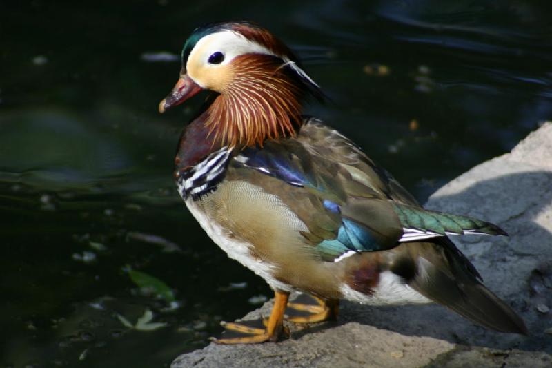 2005-05-21 17:29:42 ** Tracy Aviary ** Duck.