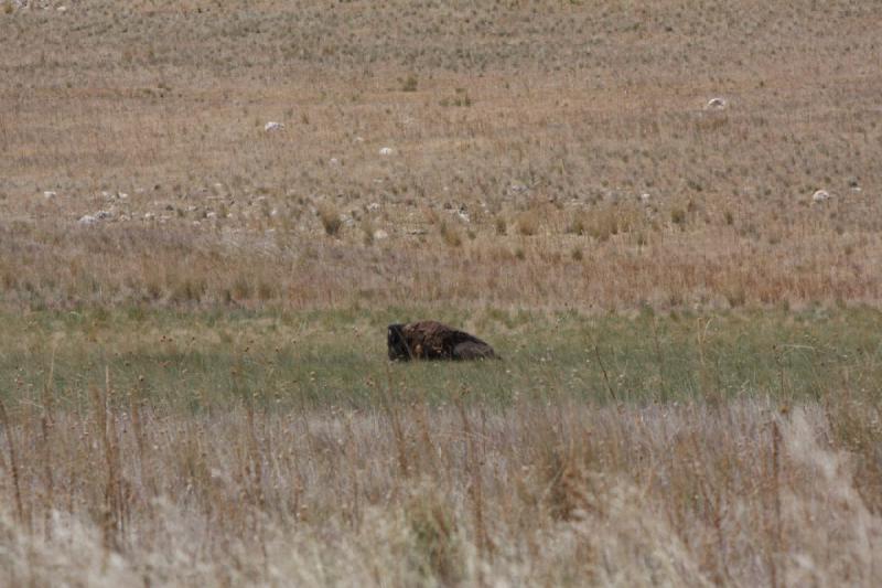 2012-06-11 12:59:04 ** Antelope Island, Bison, Utah ** 