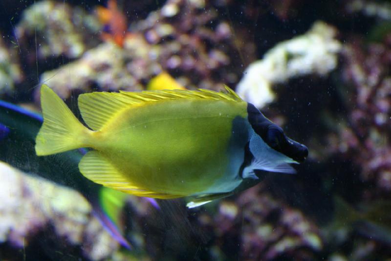 2007-09-01 11:30:06 ** Aquarium, Seattle ** Yellow fish.