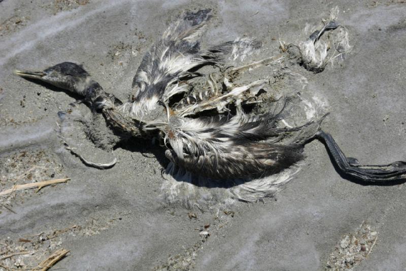 2005-05-22 13:22:22 ** Utah ** Fish that make it into the Salt Lake through its many sweet water feeders do not survive the high salt concentration for long. Probably the salt is also the reason for this dead bird.