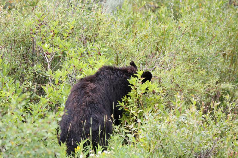 2009-08-05 14:05:28 ** Black Bear, Yellowstone National Park ** 
