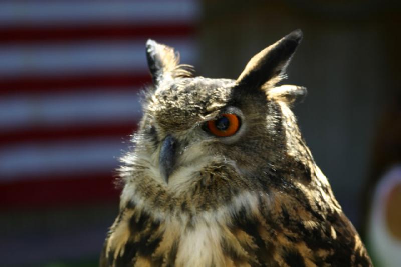 2007-06-18 11:35:44 ** Utah, Zoo ** Eagle owl.