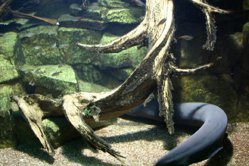 2006-11-29 12:48:28 ** Aquarium, Berlin, Deutschland, Zoo ** Der Zitteraal schwimmt seine Bahnen.