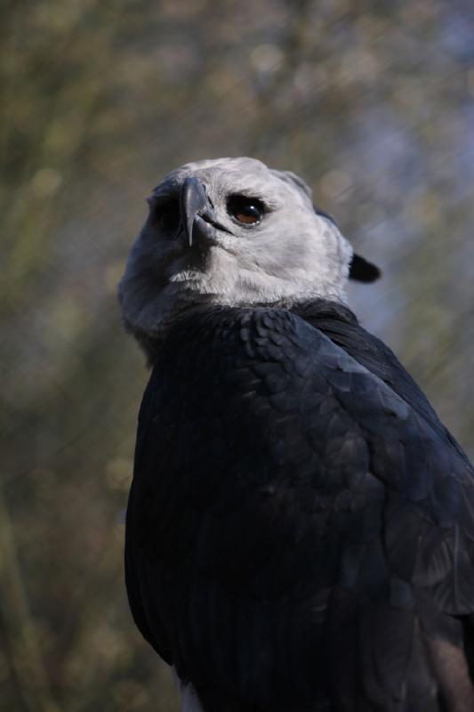 2010-04-13 16:23:36 ** Germany, Walsrode, Zoo ** Harpy Eagle, a very large eagle.