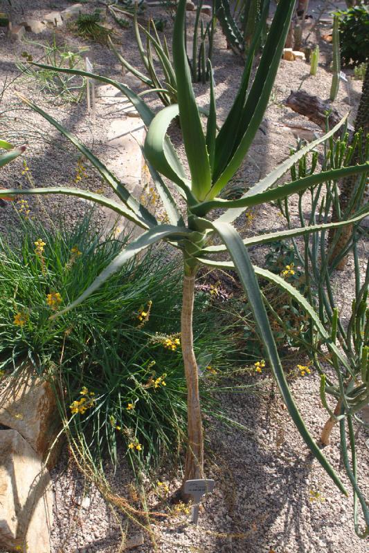 2019-07-31 11:27:31 ** Botanischer Garten, Deutschland, Oldenburg ** 