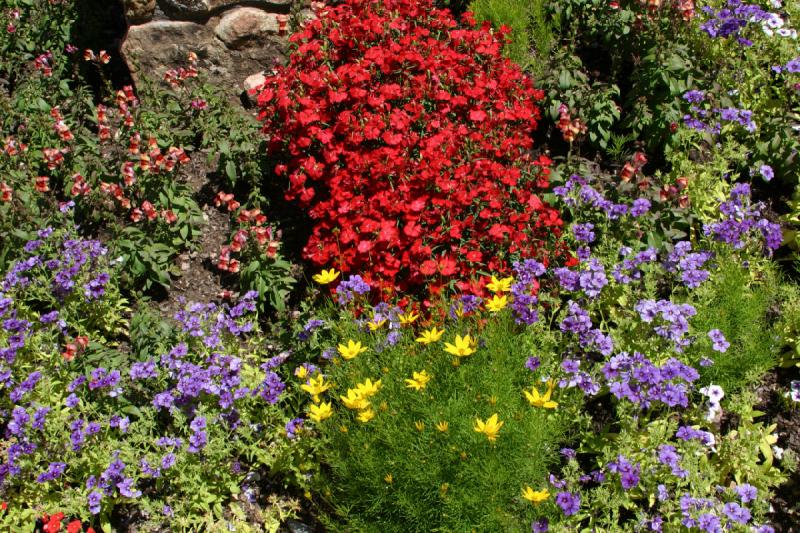 2006-07-22 13:53:48 ** Vail ** Flowers near our hotel.