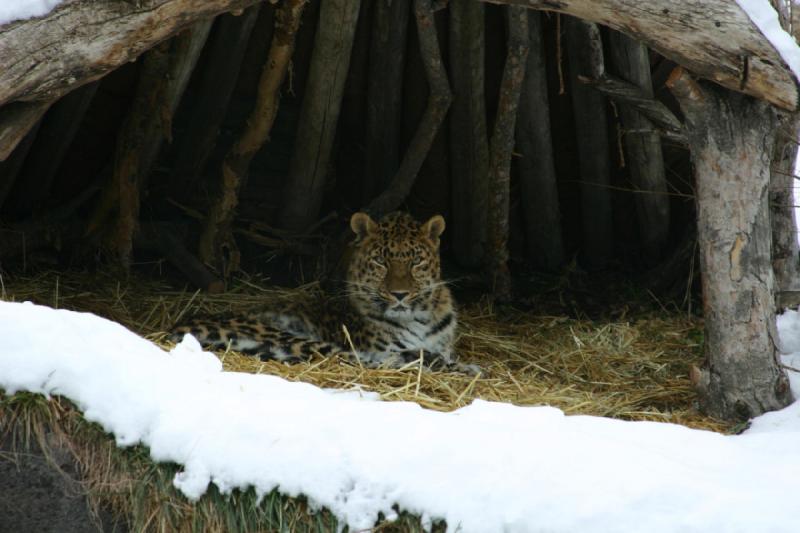 2007-12-09 15:46:24 ** Utah, Zoo ** Amur Leopard.