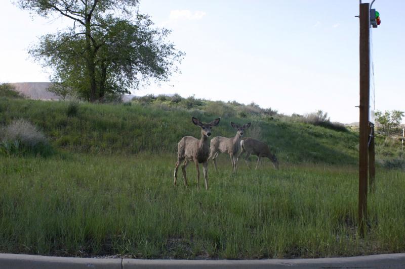 2005-05-22 17:50:19 ** Utah ** Deer are probably not hunted on the land of the Kennecott copper mine, because these were not scared.