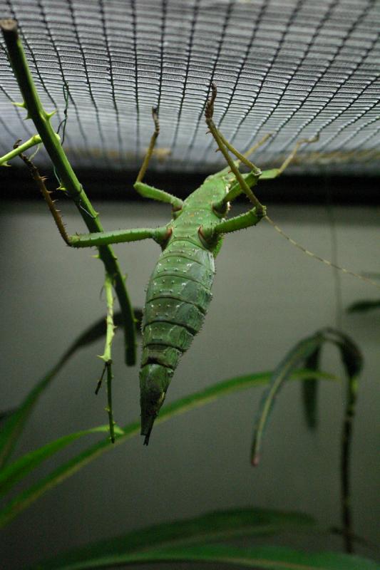 2005-08-25 15:30:21 ** Berlin, Germany, Zoo ** Insect.