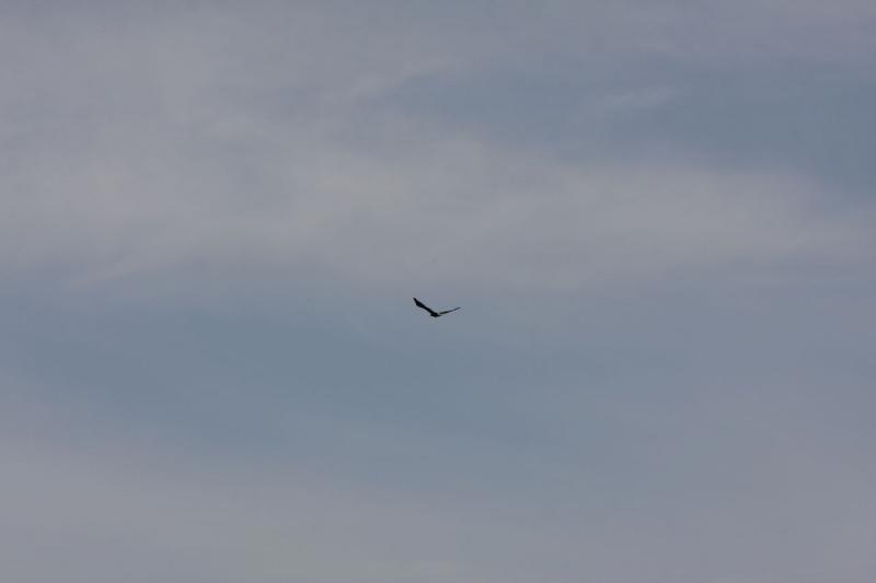 2012-06-20 16:50:10 ** Alaska, Bald Eagle, Cruise, Juneau ** 